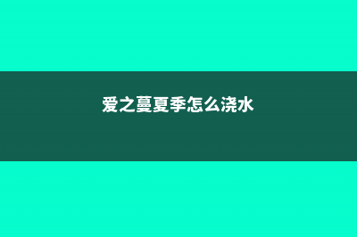 爱之蔓怎么浇水 (爱之蔓夏季怎么浇水)