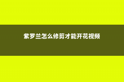 紫罗兰怎么修剪？ (紫罗兰怎么修剪才能开花视频)