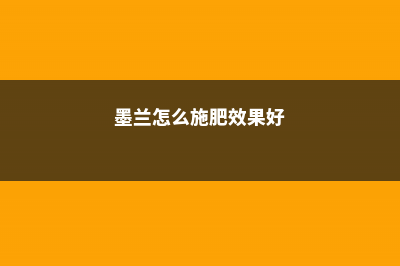 墨兰怎么施肥 (墨兰怎么施肥效果好)