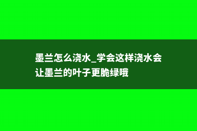 墨兰怎么浇水 (墨兰怎么浇水 学会这样浇水会让墨兰的叶子更脆绿哦)