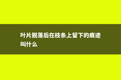 蹭掉的叶片落土里，呼呼发一堆芽，10年的花都买亏了！ (叶片脱落后在枝条上留下的痕迹叫什么)