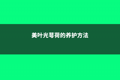 美叶光萼荷的养护方法及注意事项 (美叶光萼荷的养护方法)