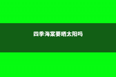 四季海棠需要晒太阳吗 (四季海棠要晒太阳吗)