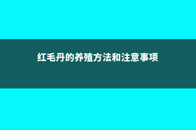 红毛丹的养殖方法 (红毛丹的养殖方法和注意事项)