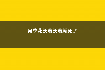 月季花期长花又美，它比月季还漂亮一年四季都能欣赏 (月季花长着长着就死了)