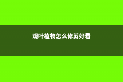 观叶植物怎么修剪？ (观叶植物怎么修剪好看)