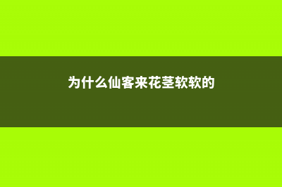 仙客来花茎变软怎么办 (为什么仙客来花茎软软的)