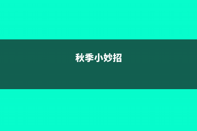 秋季学会这几招，发财树君子兰不再黄叶烂根！- (秋季小妙招)