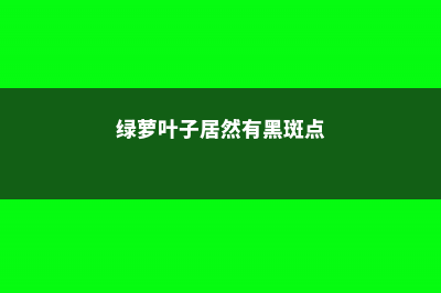 绿萝叶子居然有10个巴掌大，快看人家是怎么养的！- (绿萝叶子居然有黑斑点)