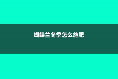 蝴蝶兰冬季怎么浇水 (蝴蝶兰冬季怎么施肥)