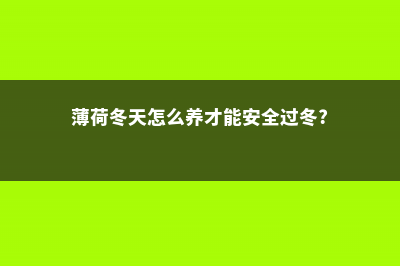 薄荷冬季怎么养护？ (薄荷冬天怎么养才能安全过冬?)