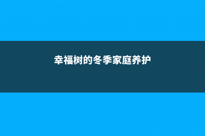 幸福树冬季如何养护 (幸福树的冬季家庭养护)