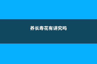 养长寿花注意这5点，才能长命百岁，开成大花球！ (养长寿花有讲究吗)