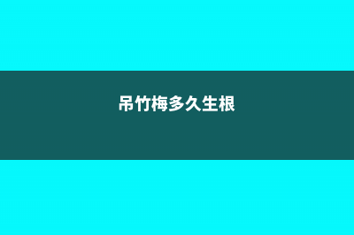 吊竹梅多久浇一次水？ (吊竹梅多久生根)