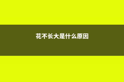 花不长个太急人，学我这么养，疯长100米！ (花不长大是什么原因)