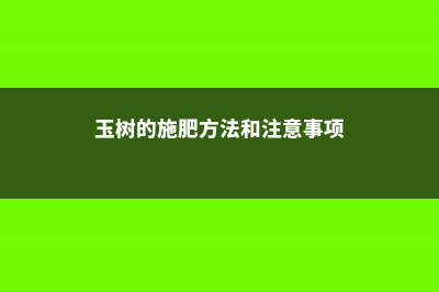 玉树如何施肥？ (玉树的施肥方法和注意事项)