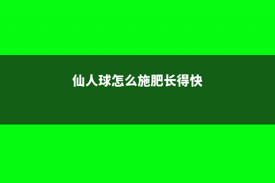 仙人球怎么施肥才正确 (仙人球怎么施肥长得快)