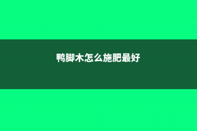 鸭脚木怎么施肥 (鸭脚木怎么施肥最好)