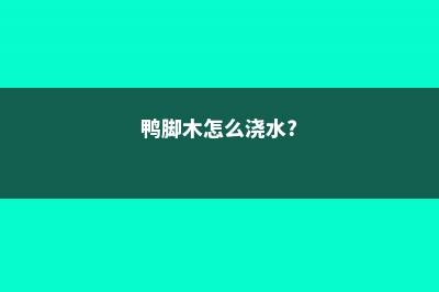 鸭脚木怎么浇水 (鸭脚木怎么浇水?)