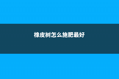 橡皮树怎么施肥 (橡皮树怎么施肥最好)