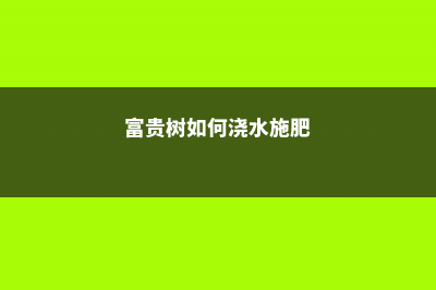 富贵树怎么施肥，这样施肥叶片又厚又绿！ (富贵树如何浇水施肥)