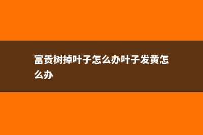 富贵树掉叶子怎么办 (富贵树掉叶子怎么办叶子发黄怎么办)