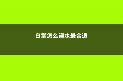 白掌怎么浇水，这样浇水花叶超肥美！ (白掌怎么浇水最合适)