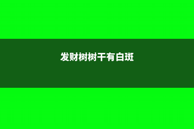 发财树长白斑怎么办？这样做轻松解决！ (发财树树干有白斑)