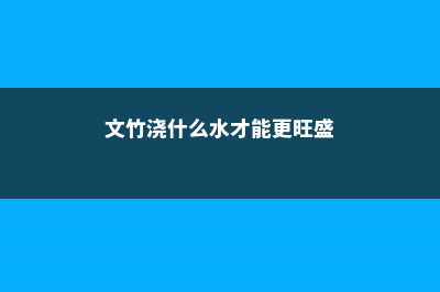 文竹怎么施肥 (文竹浇什么水才能更旺盛)