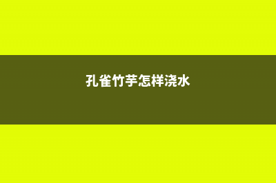 孔雀竹芋怎么浇水？这样浇水叶子绿油油！ (孔雀竹芋怎样浇水)