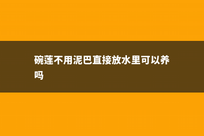 碗莲不用泥可以养吗 (碗莲不用泥巴直接放水里可以养吗)