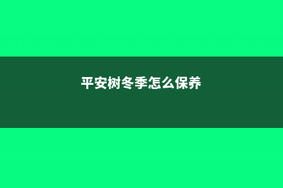 平安树冬季怎么养 (平安树冬季怎么保养)