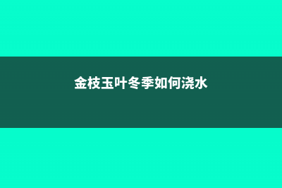 金枝玉叶冬季如何养护？ (金枝玉叶冬季如何浇水)