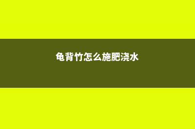 龟背竹怎么施肥？ (龟背竹怎么施肥浇水)