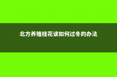 北方养殖桂花该如何过冬？ (北方养殖桂花该如何过冬的办法)