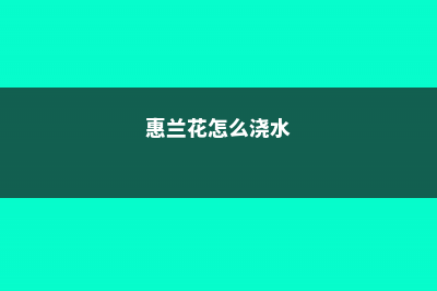 百合花怎么浇水 (惠兰花怎么浇水)