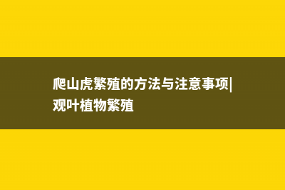 爬山虎繁殖方法大全！ (爬山虎繁殖的方法与注意事项|观叶植物繁殖)