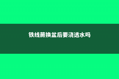 铁线蕨怎么换盆？这样操作保证不伤植物！ (铁线蕨换盆后要浇透水吗)