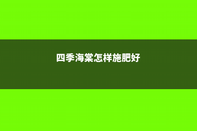 四季海棠怎么施肥大全！ (四季海棠怎样施肥好)