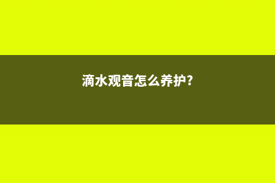 滴水观音这样施肥，叶片又壮又绿！ (滴水观音怎么养护?)