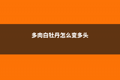 多肉白牡丹怎么养爆盆 (多肉白牡丹怎么变多头)