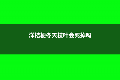 洋桔梗冬季怎么养？这样养护没烦恼！ (洋桔梗冬天枝叶会死掉吗)