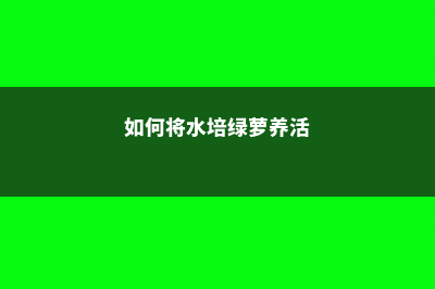 如何将水培绿萝转土培？只需简单四步！ (如何将水培绿萝养活)