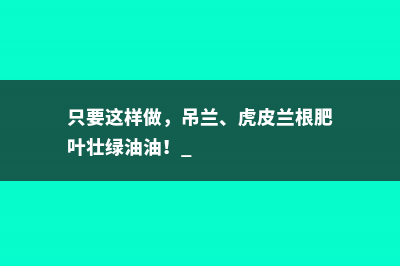 只要这样做，吊兰、虎皮兰根肥叶壮绿油油！ 