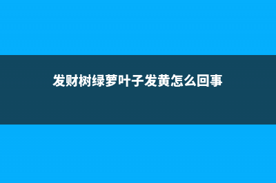 发财树绿萝稀稀拉拉？肯定是你没做到这一点！ (发财树绿萝叶子发黄怎么回事)