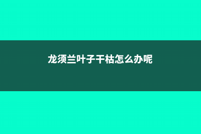 龙须兰叶子干枯怎么办？五招搞定！ (龙须兰叶子干枯怎么办呢)