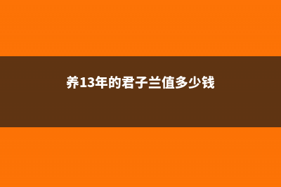 养了13年的君子兰空根了怎么办？学会这几招就行了！ (养13年的君子兰值多少钱)