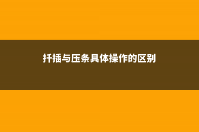 想压条、扦插、嫁接没有工具？一卷卫生纸就够了 (扦插与压条具体操作的区别)