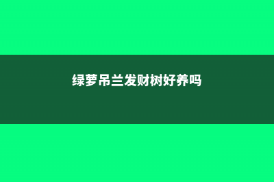 绿萝吊兰发财树，种土里不如养水里！- (绿萝吊兰发财树好养吗)