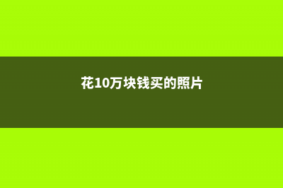 花10万块钱买的盆景，夏天没过完就死了，心痛！- (花10万块钱买的照片)